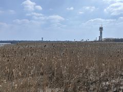 -上海吴淞炮台湾国家湿地公园
