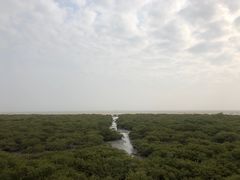 -北海金海湾红树林生态旅游区