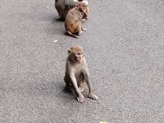-黔灵山公园