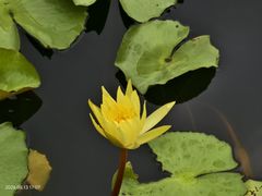 -金银湖国家城市湿地公园