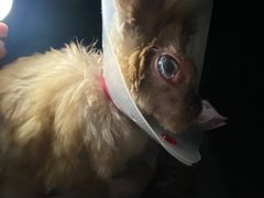 -爱诺耐芙动物医院(万博店)