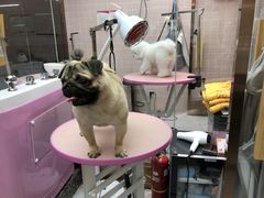 -FAELING PETS美天灵宠物(富力广场店)