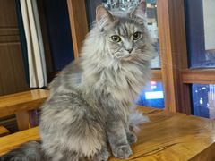 -蓝鲸·缅因猫舍