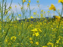 -光明小镇欢乐田园