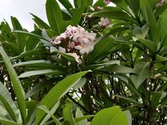 -金花茶公园