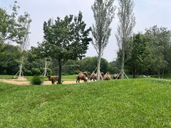 -北京野生动物园