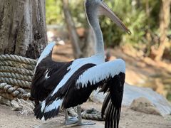 -费瑟代尔野生动物园