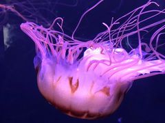 -成都浩海立方海洋公园