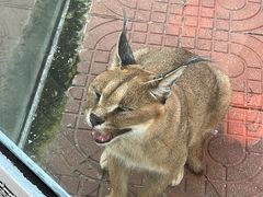 -西霞口神雕山野生动物世界