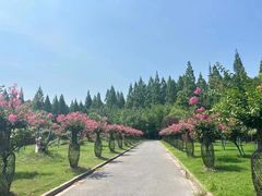 -东平国家森林公园