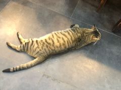 -意成料理