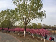 -永定河休闲森林公园