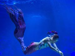 -海合安武汉极地海洋公园