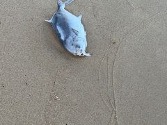 -后卫寨猫耳朵(后卫寨店)