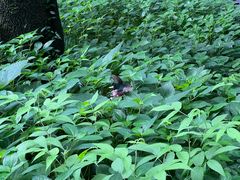 -杭州植物园