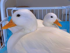 -怪兽屋·羊驼·猫咖·狗咖(俊华广场店)