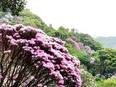 -梧桐山风景名胜区