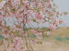 -上海辰山植物园