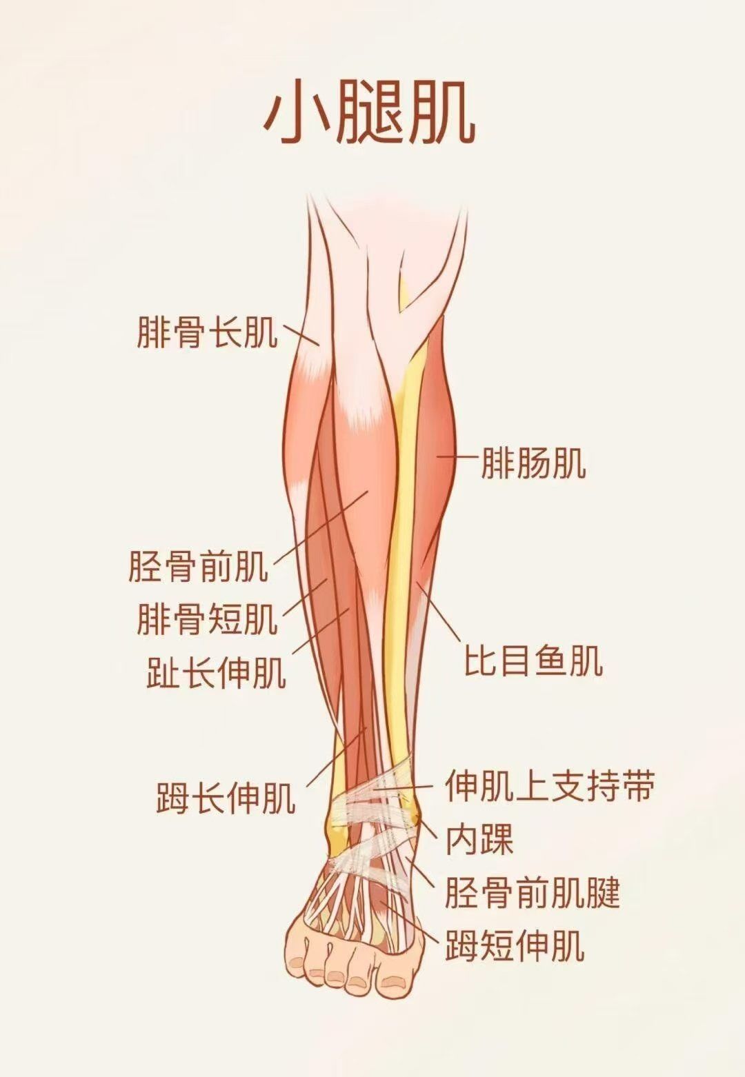 小腿肌肉明细