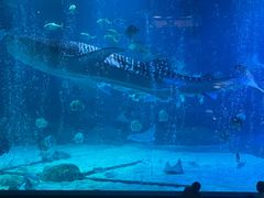 -烟台海昌鲸鲨海洋公园