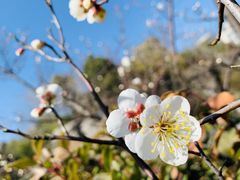-上海吴淞炮台湾国家湿地公园