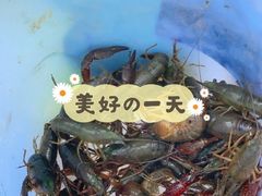 -前小桔亲子创意农场·草莓采摘·露营烧烤