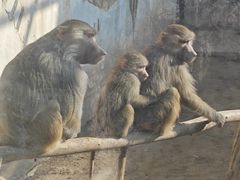 -青藏高原野生动物园