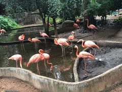 -清迈夜间动物园