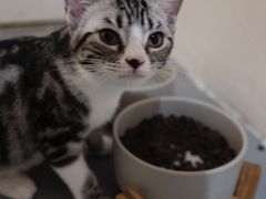-猫友咖啡店(玉林西路店)
