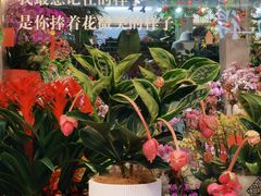 -溪岸路花鸟市场