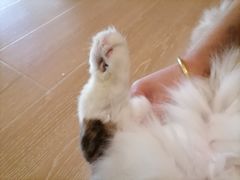 -圣宠动物医院·犬猫专科·影像中心·外科中心
