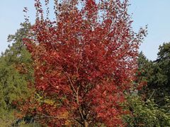 -香山公园-东宫门售票处