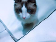 -飞行喵MR PILOT|猫舍·猫咖(静安大融城店)