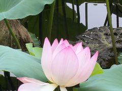 -荔湾湖公园