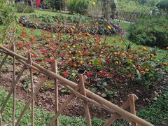 -中国科学院西双版纳热带植物园