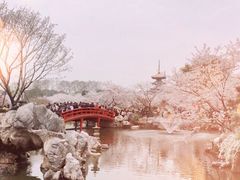 -武汉大学-樱园
