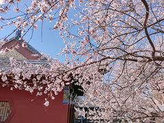 -桃花堤公园