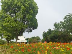 -鹅湖玫瑰文化园
