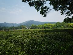-中国茶叶博物馆(双峰馆区)