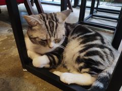 -咖法森林·咖啡  酒吧(天河店)