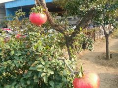 -红宝石(锦华翡翠城翡翠金街店)