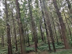 -黄海国家森林公园