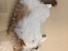 -藏猫猫咖啡主题馆(中央大道店)