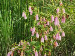 -西湖风景区-江洋畈生态公园
