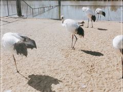 -盐城丹顶鹤湿地生态旅游区