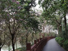 -广东花都湖国家湿地公园