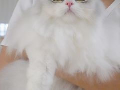 -momokira米努特·德文卷毛猫·棉花面纱犬
