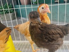 -双囍(高风苑店)