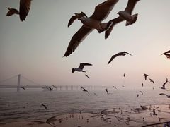-星海湾跨海大桥