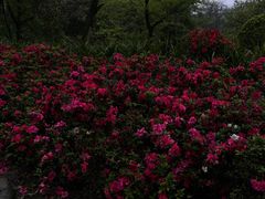 -都江堰景区